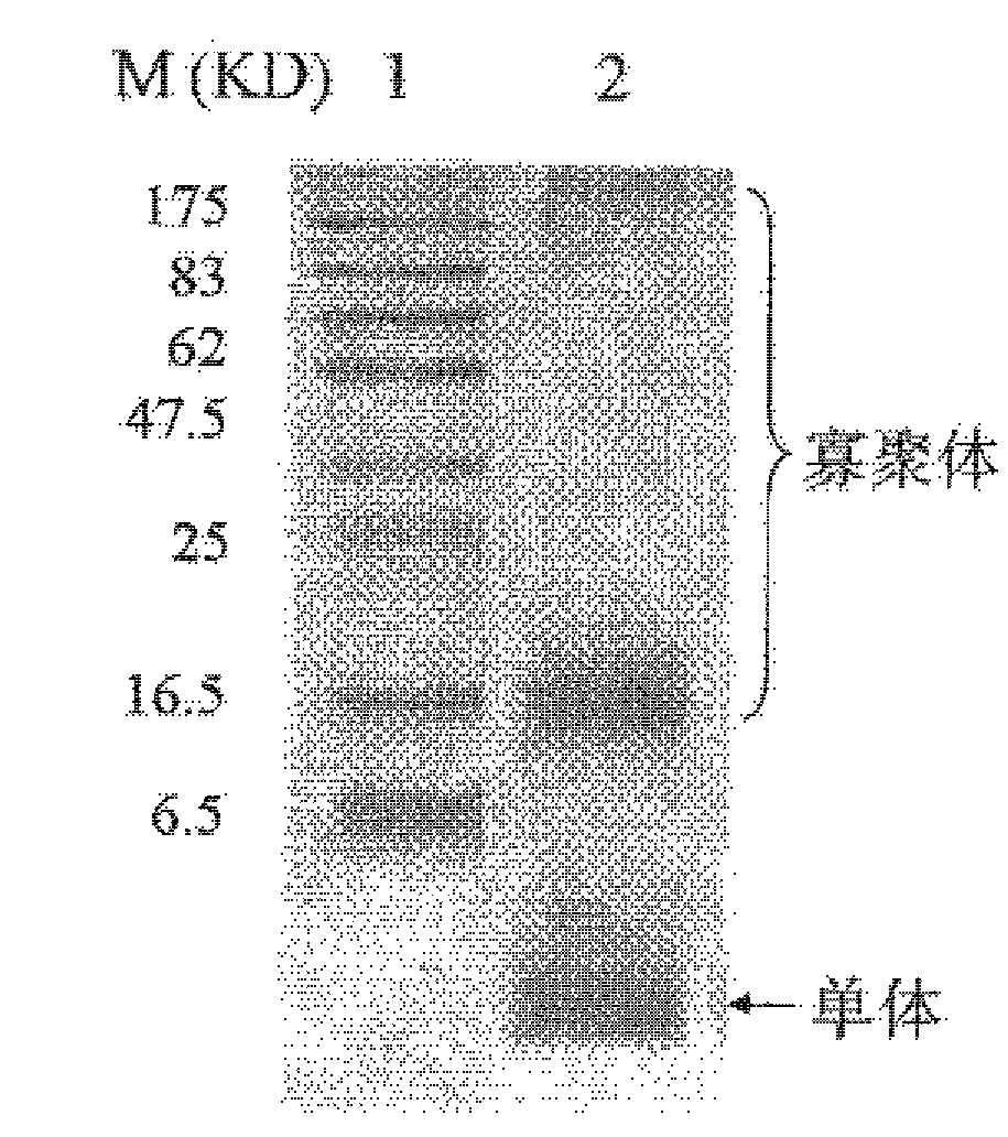 抗阿尔茨海默病单克隆抗体及其应用