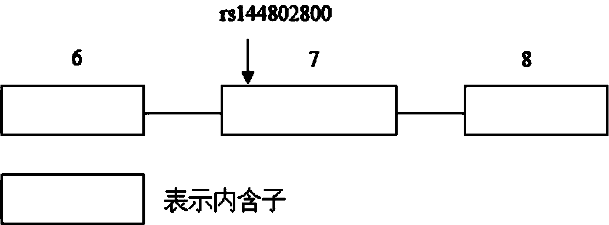 一种预测强直性脊柱炎易感性的试剂盒