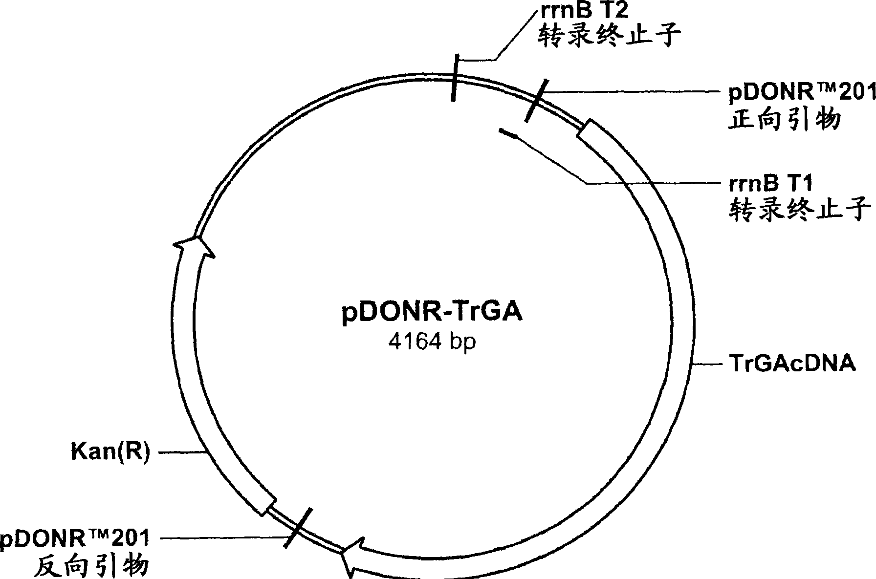 具有改变性质的葡糖淀粉酶变体