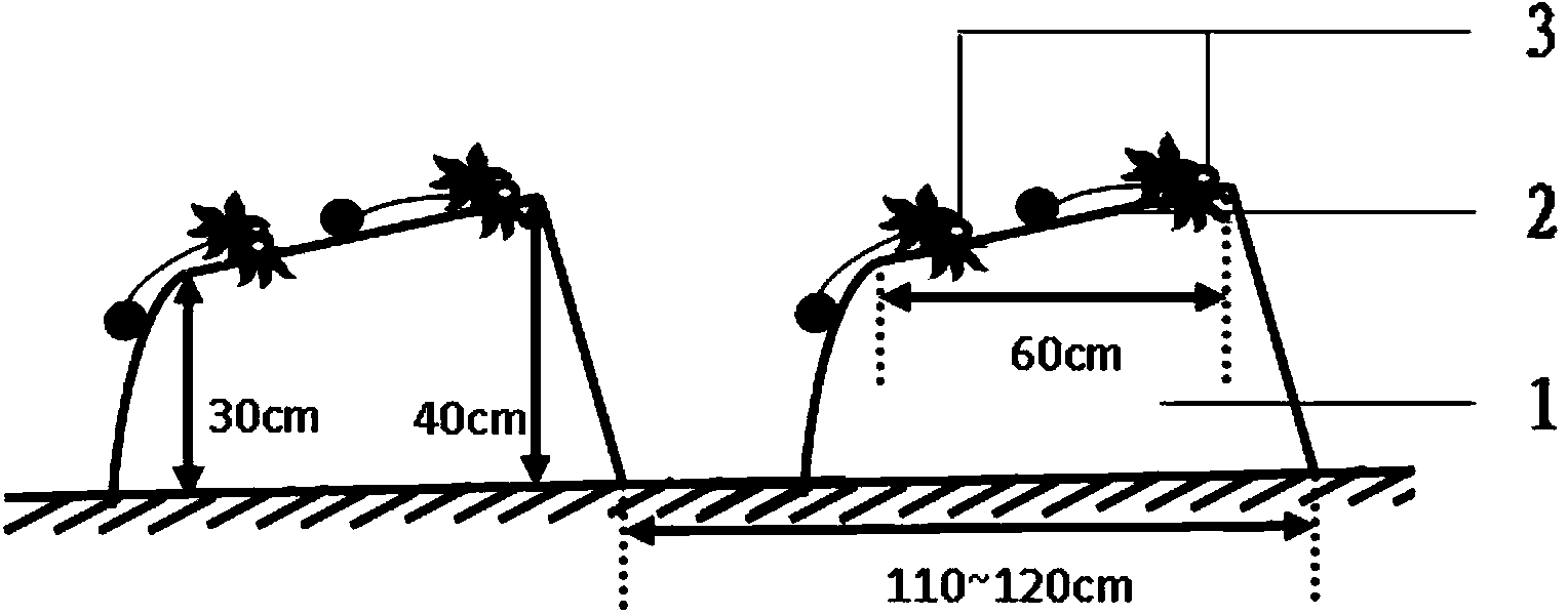 一种草莓种植高垄及种植方法