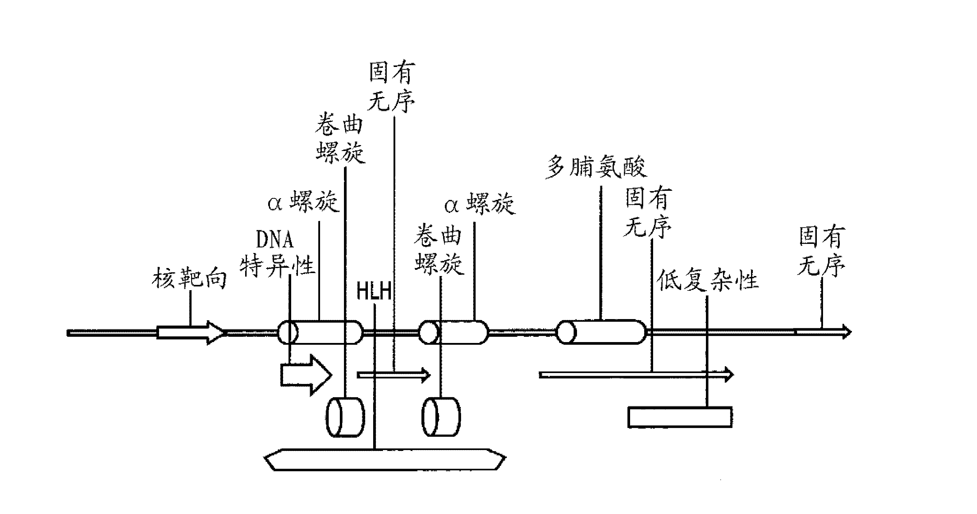 CASB7439构建体