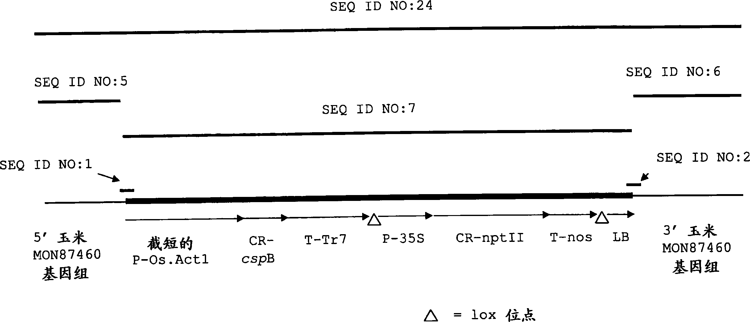 玉米植物事件MON87460以及用于其检测的组合物和方法