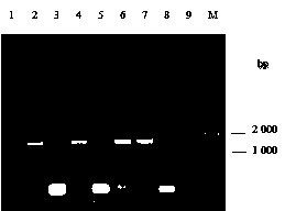 高效表达β-1,4-葡聚糖酶编码基因的木霉工程菌株及其应用