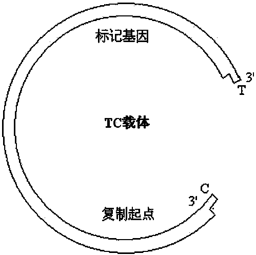 一种基因定向克隆用TC载体及其制备和使用方法