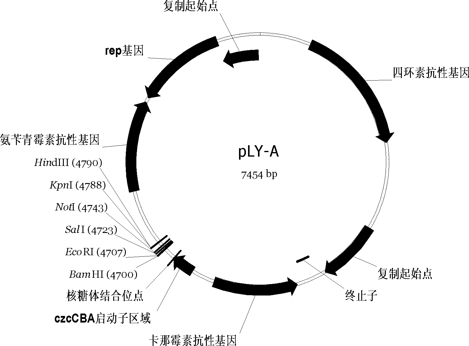 用于假单胞菌属细菌的可控表达载体及应用及控制目的蛋白产物或mRNA产生的方法