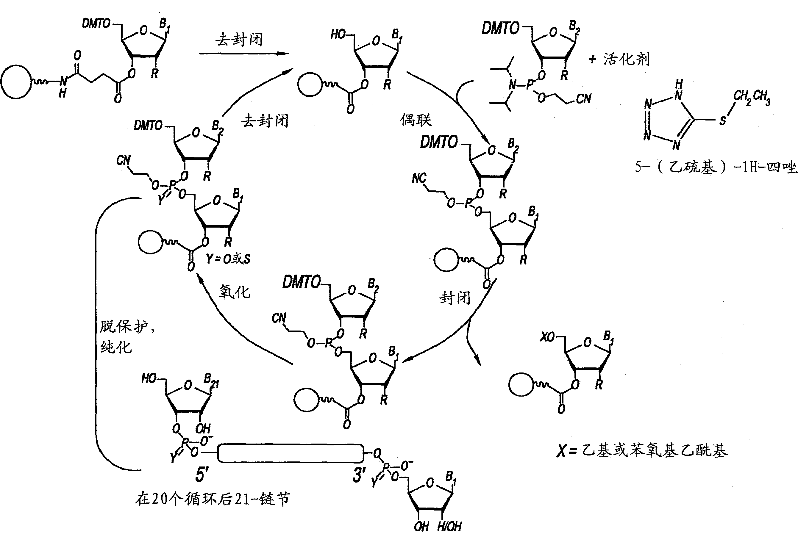 利用不含1,3,5-三甲基六氢-1,3,5-三嗪的N-甲基咪唑作为加帽试剂合成寡核苷酸或硫代磷酸寡核苷酸的方法