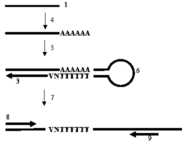 一种快速逆转录microRNA文库的方法