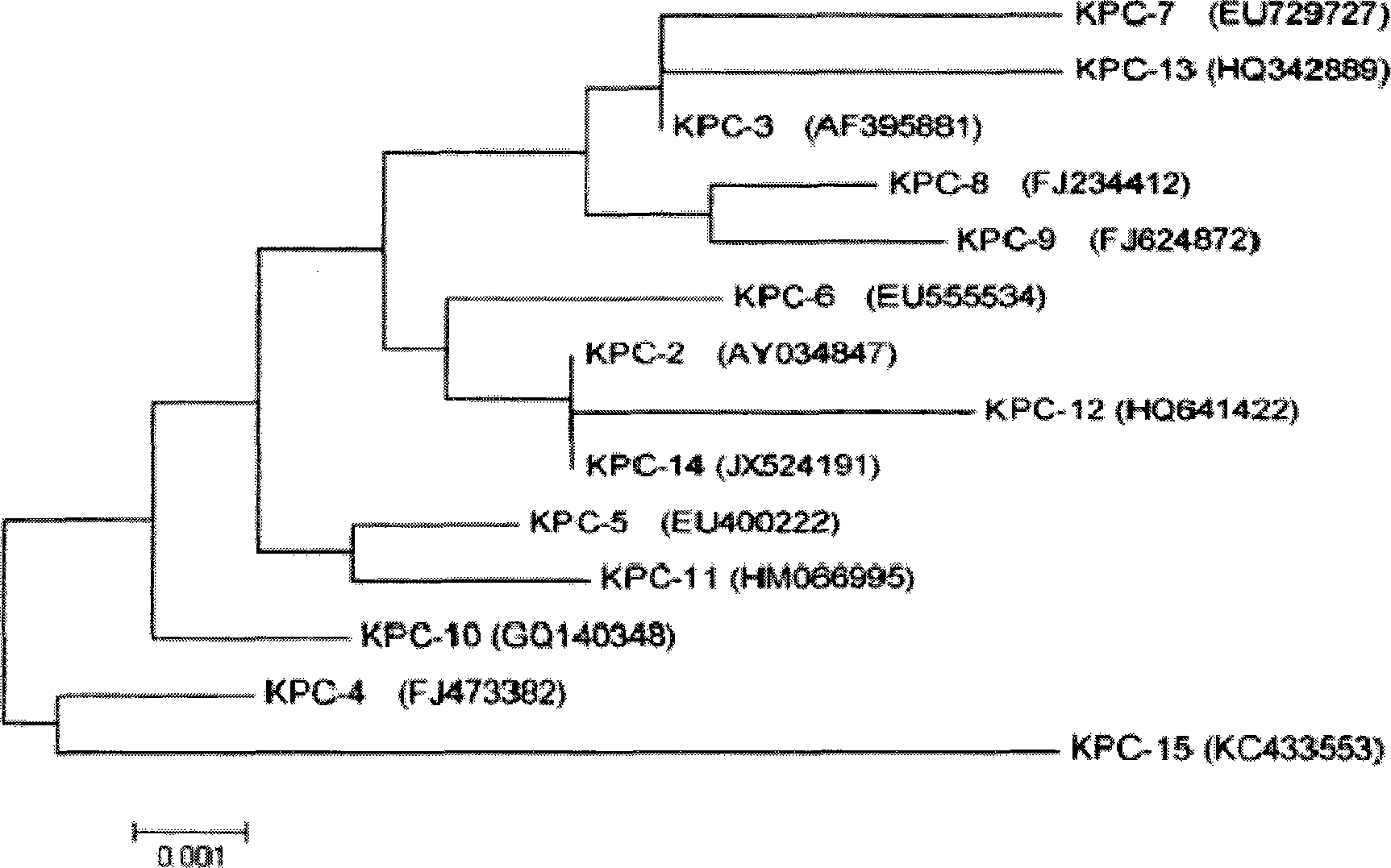 一种检测含有KPC-15基因肺炎克雷伯菌的PCR试剂盒