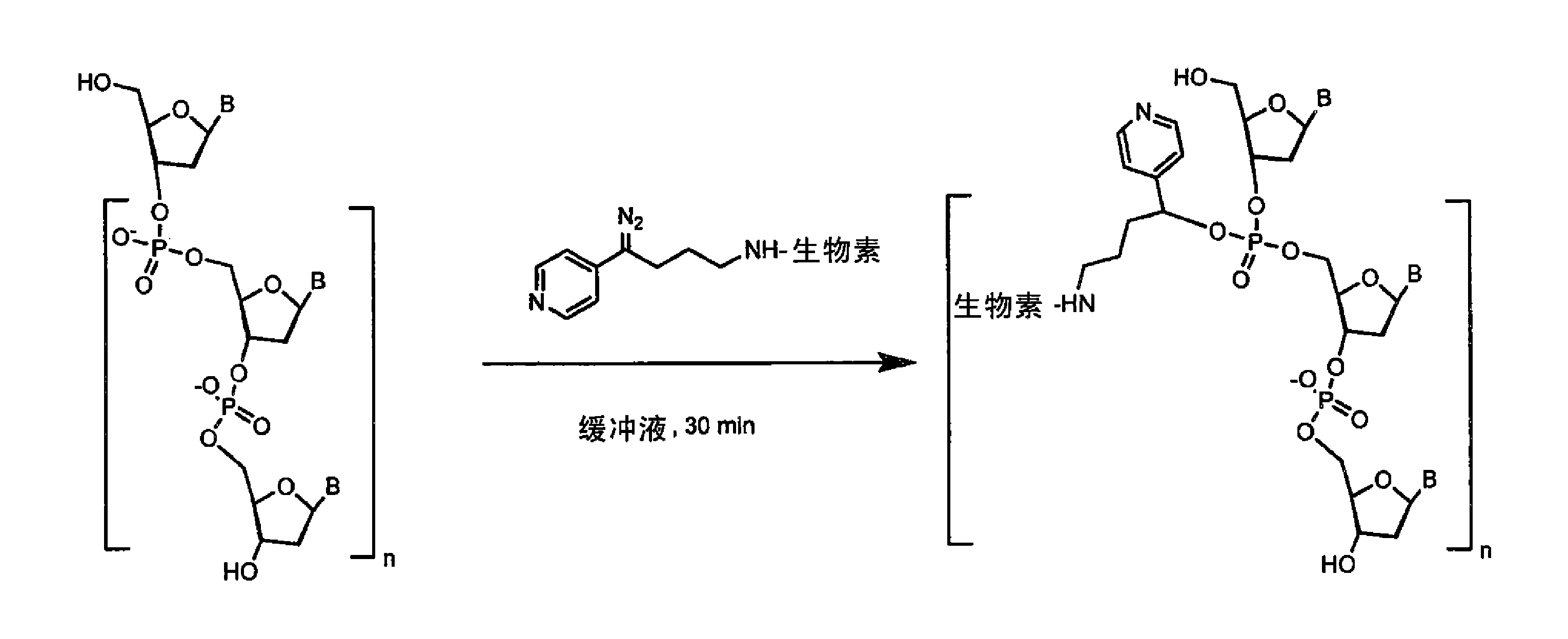 包含具有重氮甲基官能团取代基的吡啶环的标记试剂、用于合成所述试剂的方法以及用于检测生物分子的方法