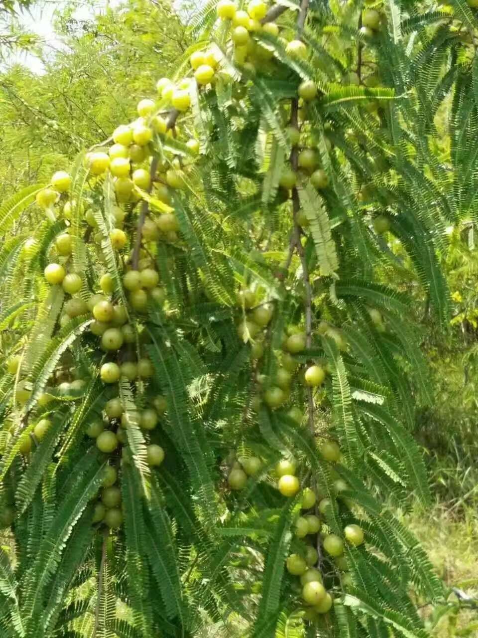 一种有效去除滇橄榄果汁尖酸苦涩味的方法及其应用